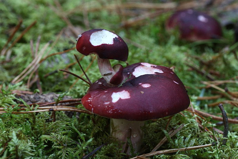 Doppeldecker 1 a.jpg