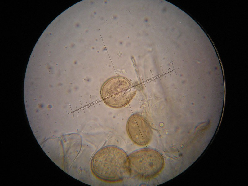 1000er Sankt (4).JPG