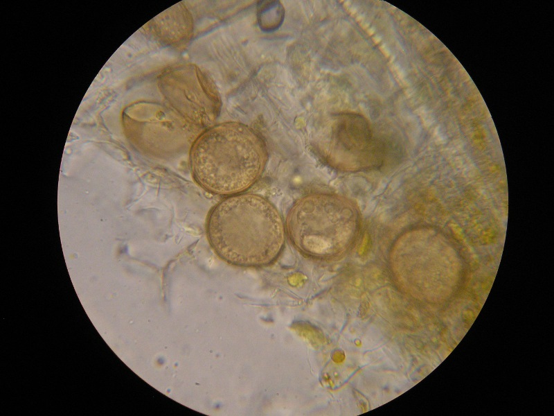 1000er Sankt (8).JPG