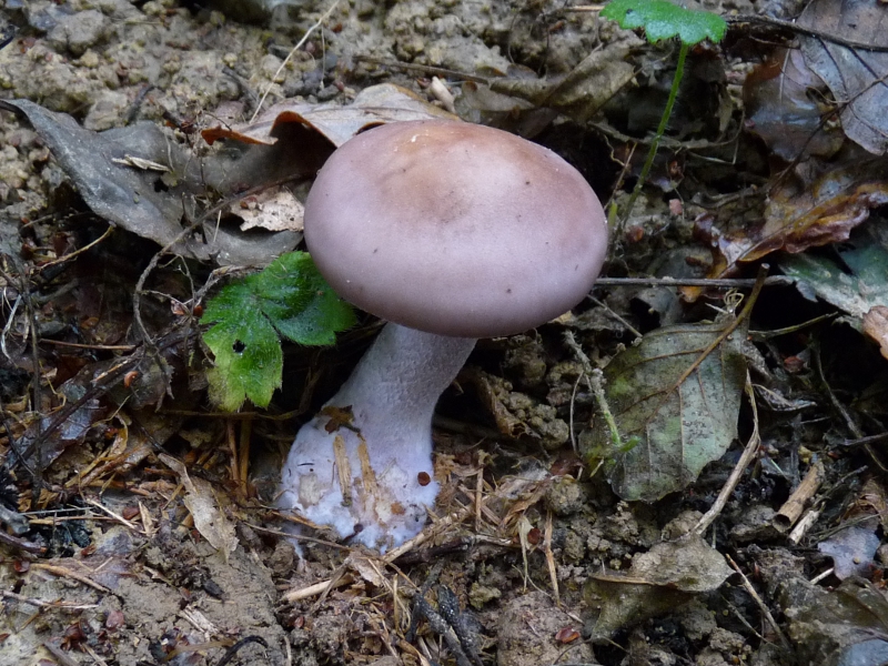 P1070102 Serie 12 .JPG