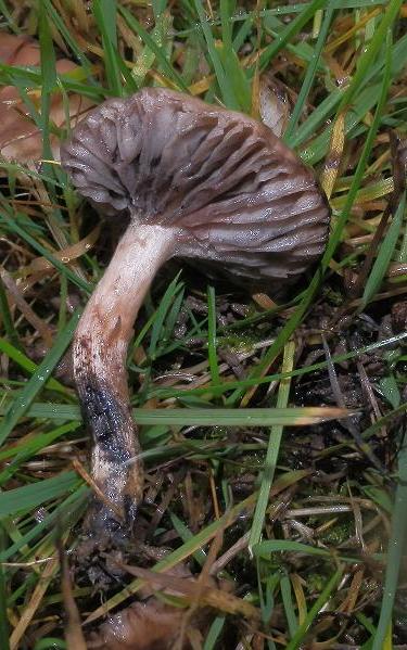 Gomphidius maculatus_1.7.JPG