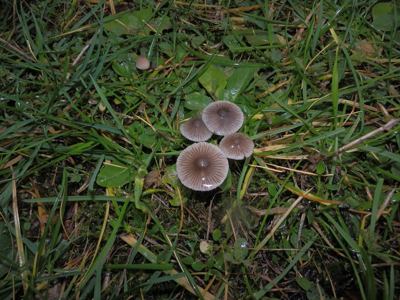 Mycena aetites_1.jpg