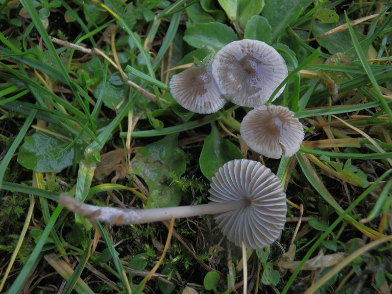 Mycena aetites_1.1.jpg
