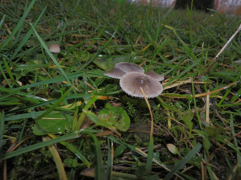 Mycena aetites_1.2.jpg