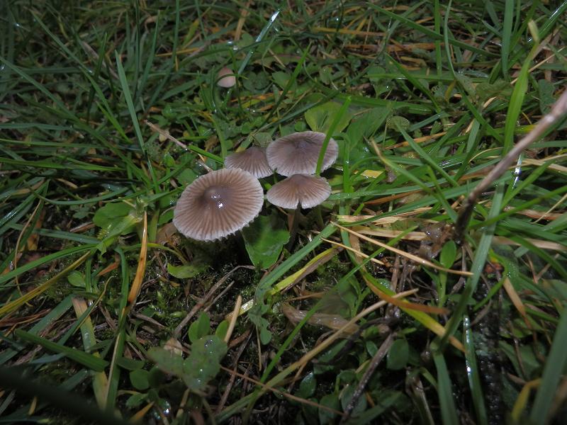 Mycena aetites_1.3.jpg
