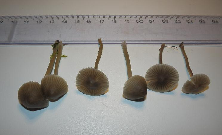 Mycena aetites_1.4.JPG