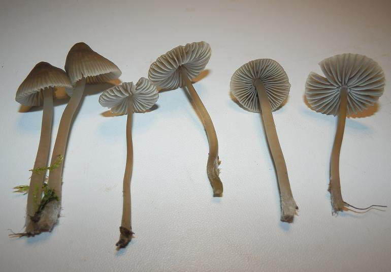 Mycena aetites_1.5.JPG