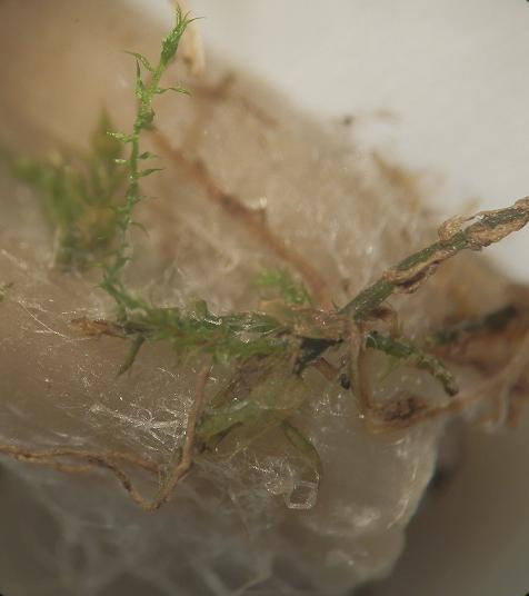 Mycena aetites_1.6.jpg