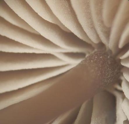 Mycena aetites_1.7.jpg