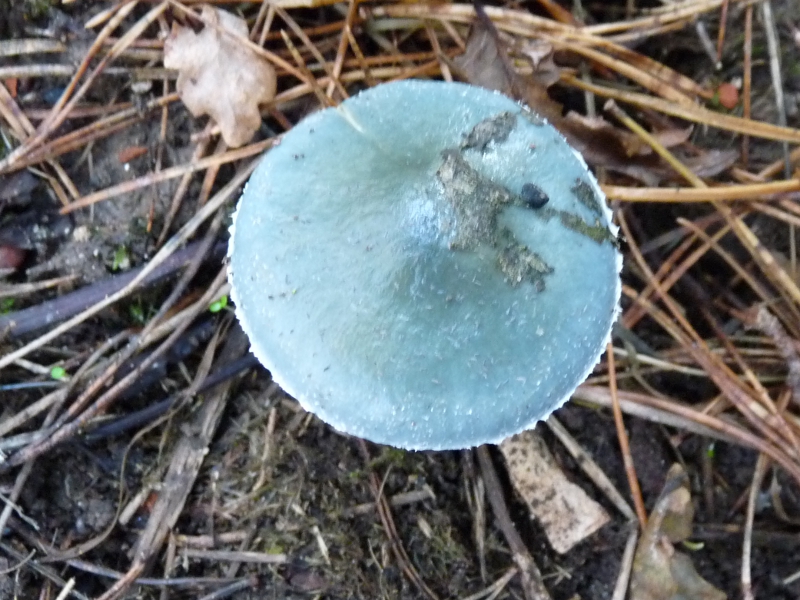 P1070147 Serie 14 .JPG