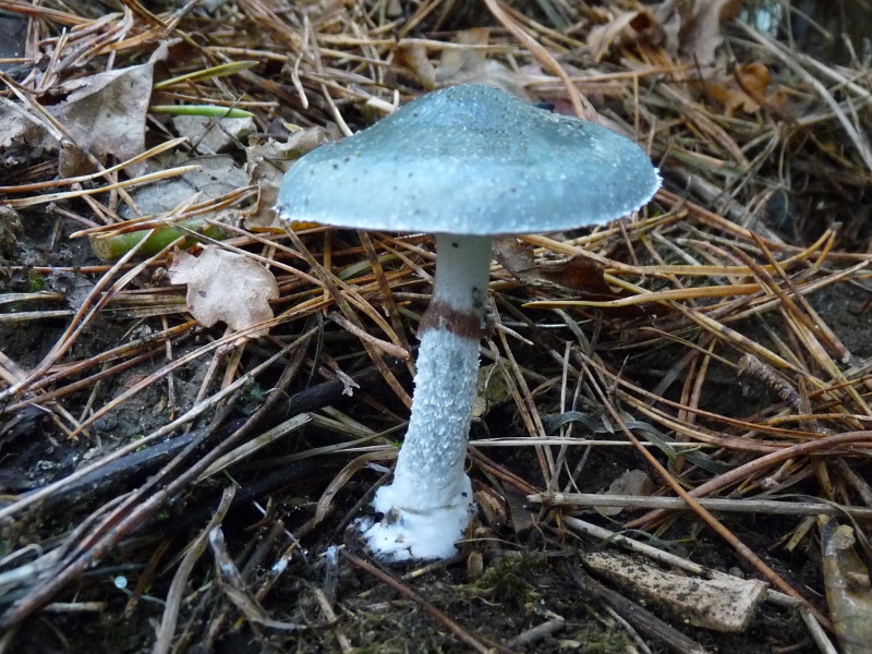 P1070161 Serie 14 .JPG