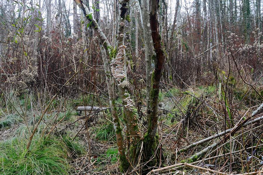 Forum - Porling 2012.11.17 - Habitat.jpg