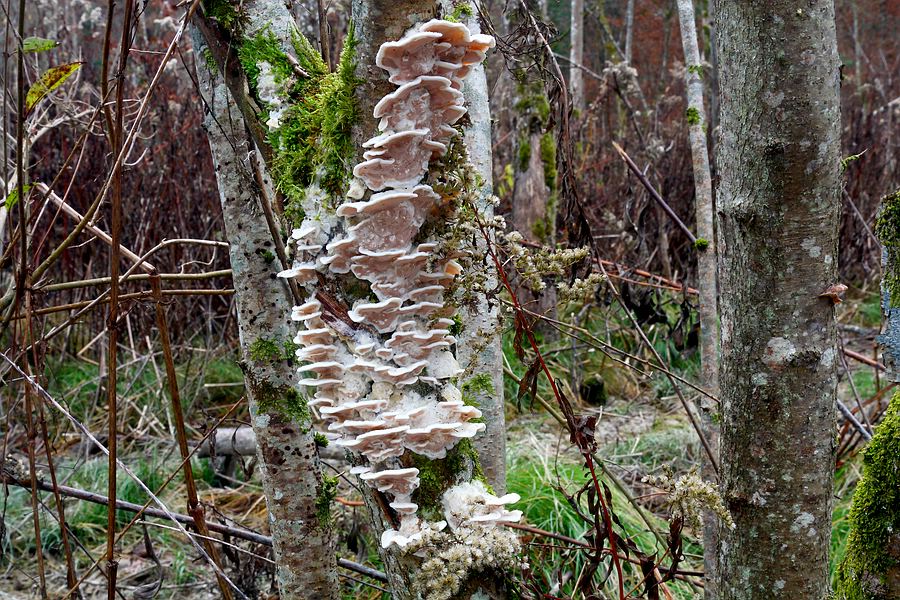 Forum - Porling 2012.11.17 - Lage.jpg