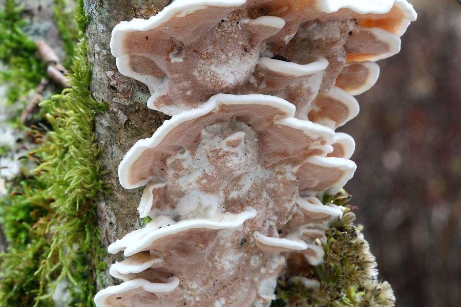 Forum - Porling 2012.11.17.jpg