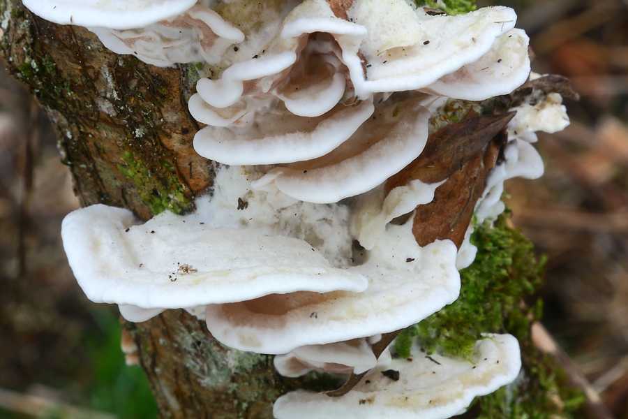 Forum - Porling 2012.11.17 - Oberseite.jpg