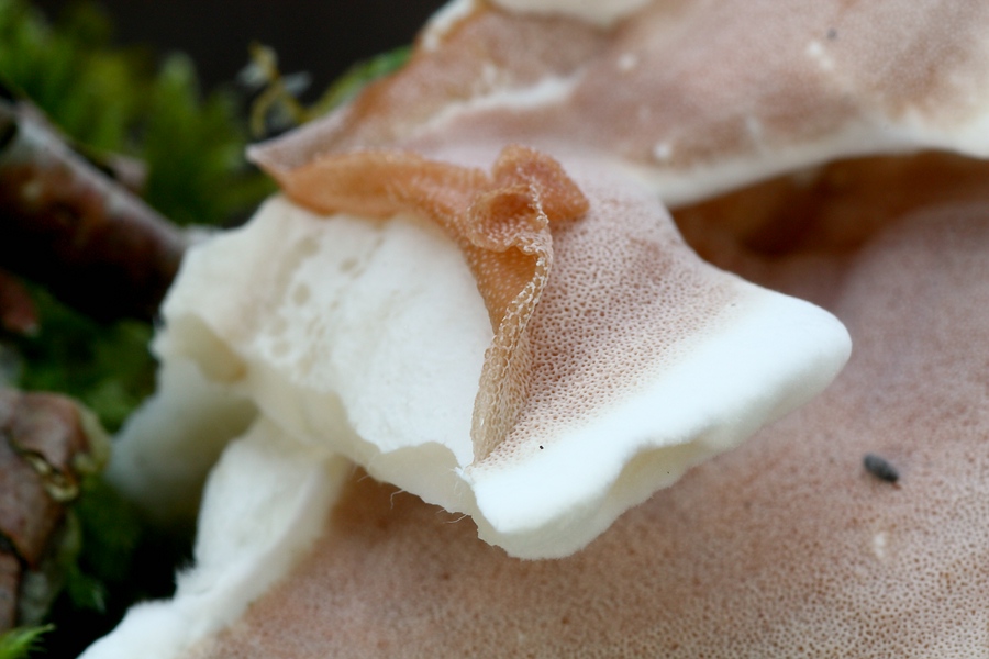 Forum - Porling 2012.11.17 - Hymenium.jpg