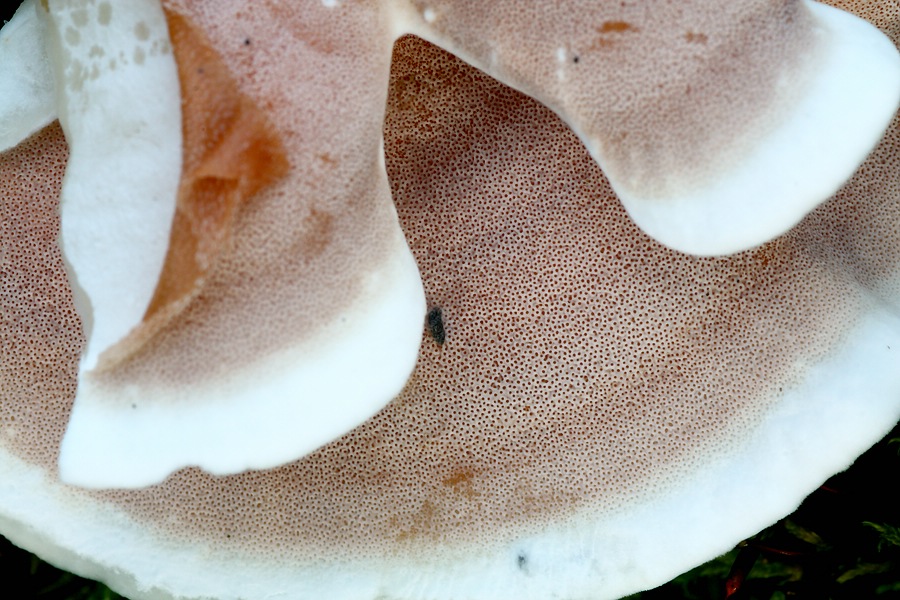 Forum - Porling 2012.11.17 - Unterseite.jpg