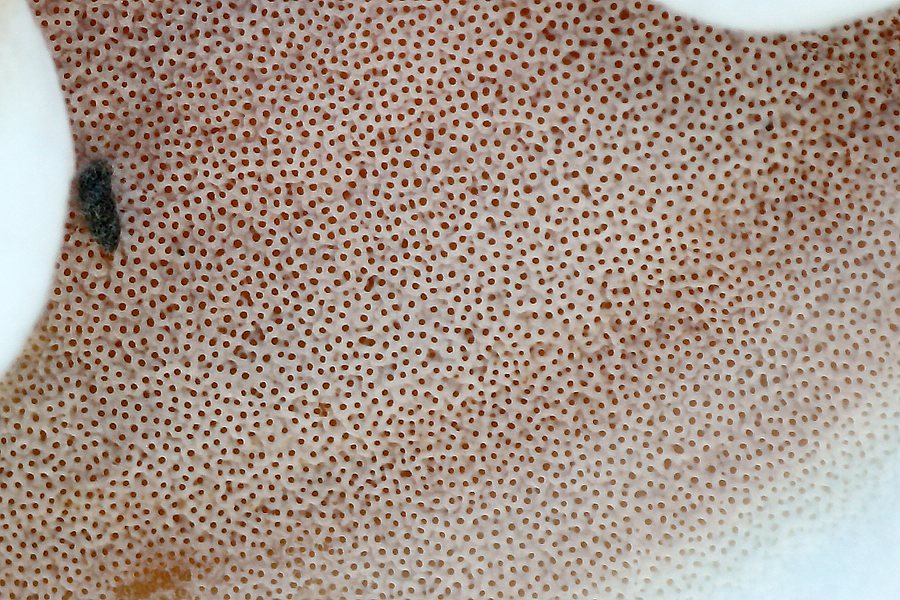 Forum - Porling 2012.11.17 - Unterseite - crop.jpg