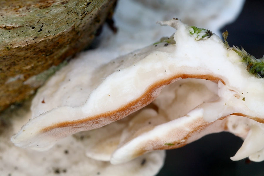 Forum - Porling 2012.11.17 - Schnitt.jpg