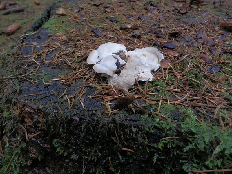 Oligoporus ptychogaster_1.jpg