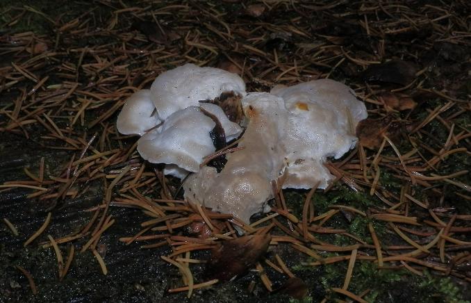 Oligoporus ptychogaster_1.1.jpg