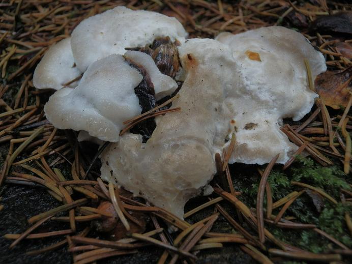 Oligoporus ptychogaste_1.2.jpg