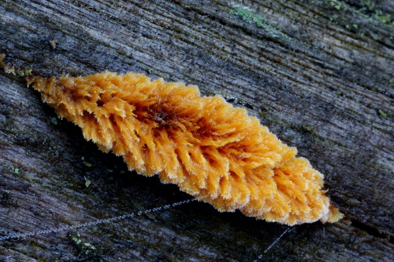 Fichtenwurzelbewohner 1 a.jpg