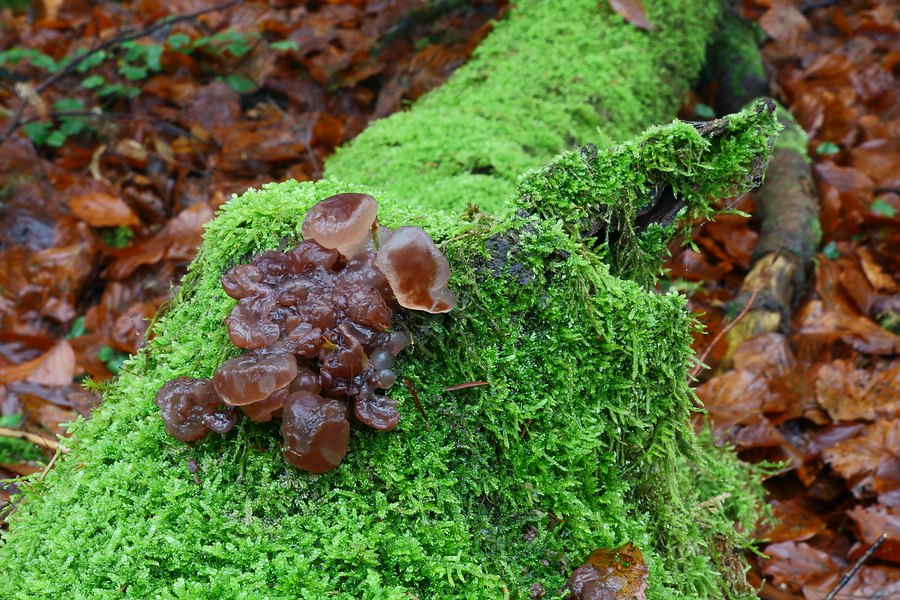 Forum -2012.11.19 - Koll1 - 4.jpg