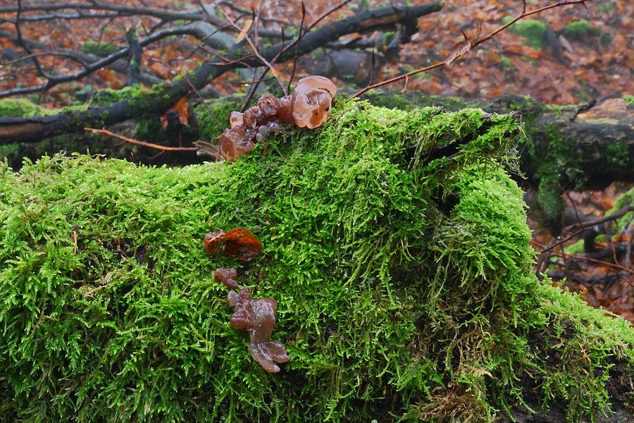 Forum -2012.11.19 - Koll1 - 3.jpg