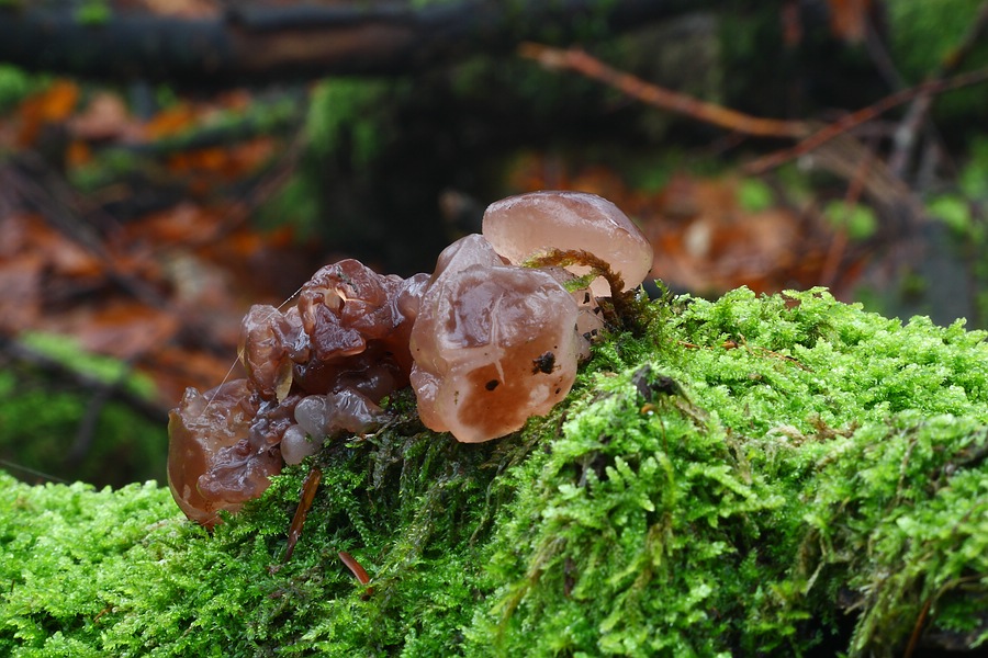 Forum -2012.11.19 - Koll1 - 2.jpg