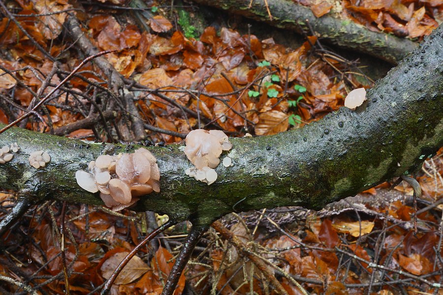 Forum -2012.11.19 - Koll2.jpg