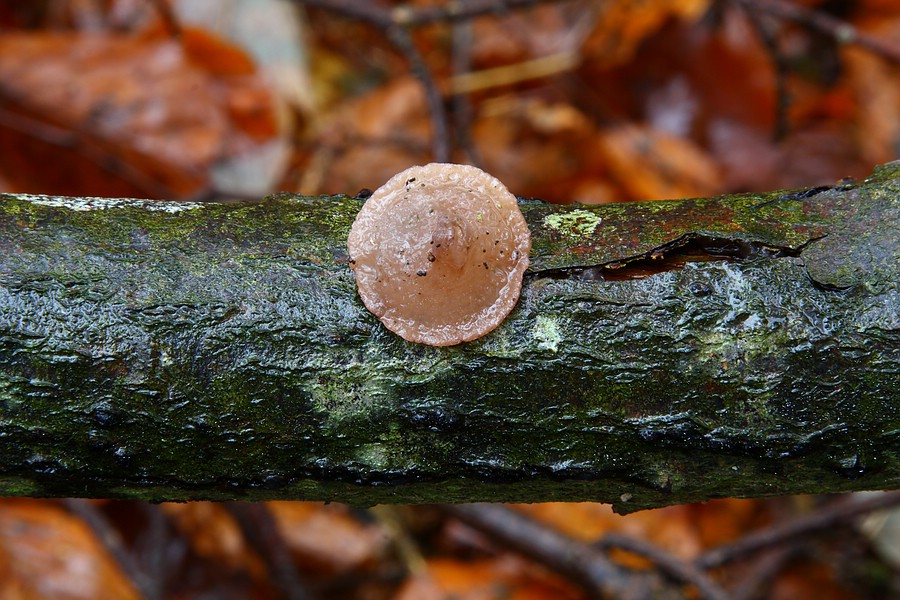 Forum -2012.11.19 - Koll2 - Unterseite.jpg