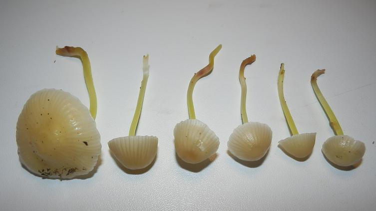 Mycena epipterygia_1.1.JPG