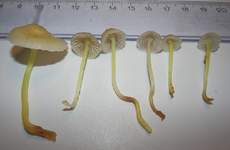 Mycena epipterygia_1.2.JPG
