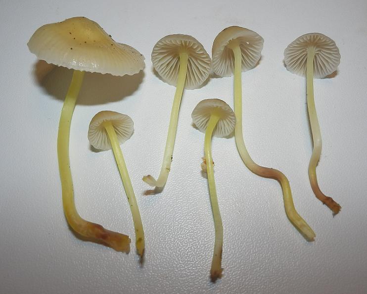 Mycena epipterygia_1.3.JPG