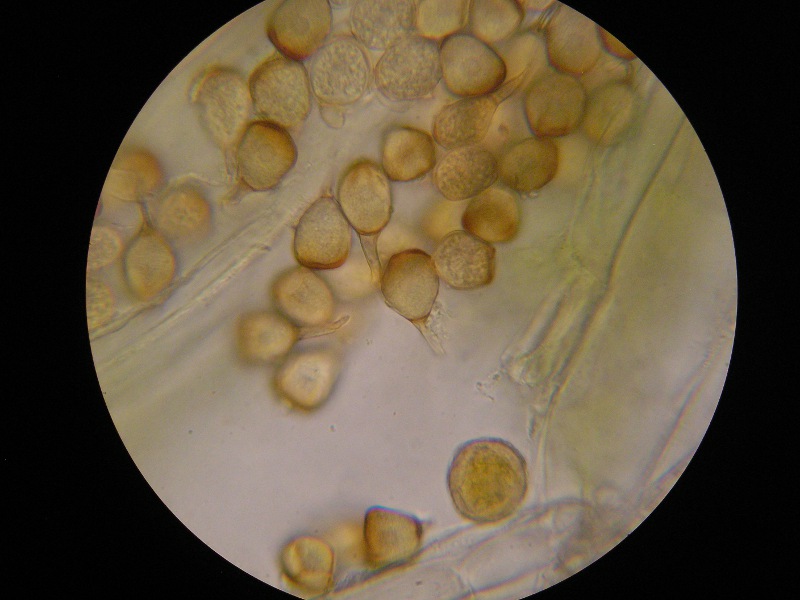 1000er Zwiesel (16).JPG