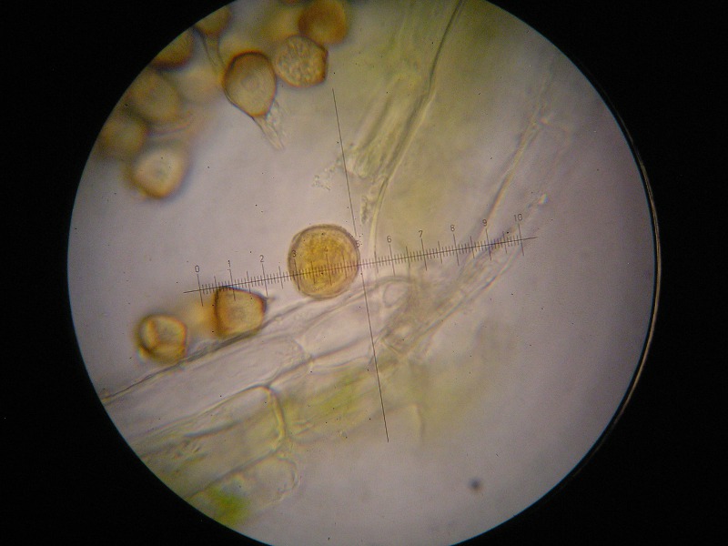 1000er Zwiesel (24).JPG