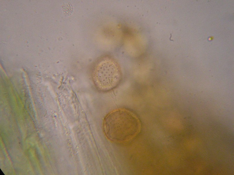 1000er Zwiesel (36).JPG