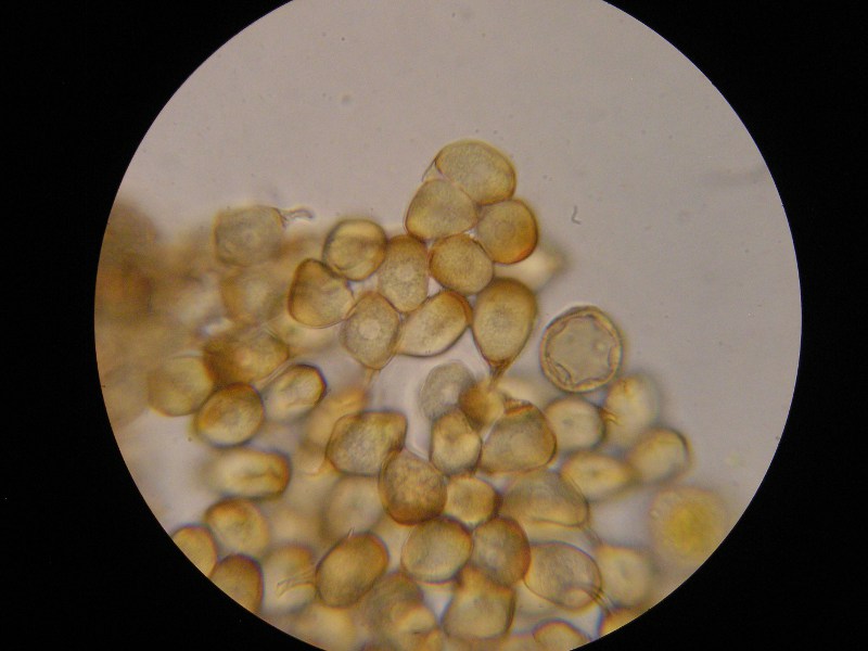 1000er Zwiesel (41).JPG