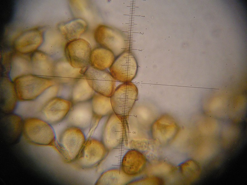 1000er Zwiesel (47).JPG