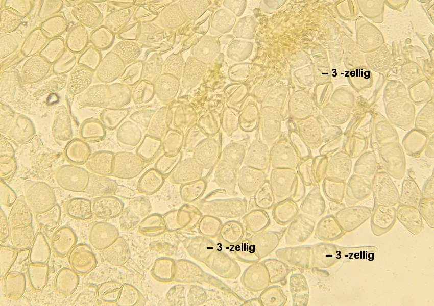 3-Puccinia annularis-III-1.8.2.9.15.48x-HR.JPG