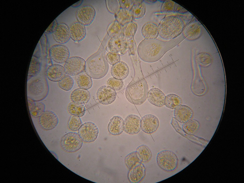 1000er Kaiser (3).JPG