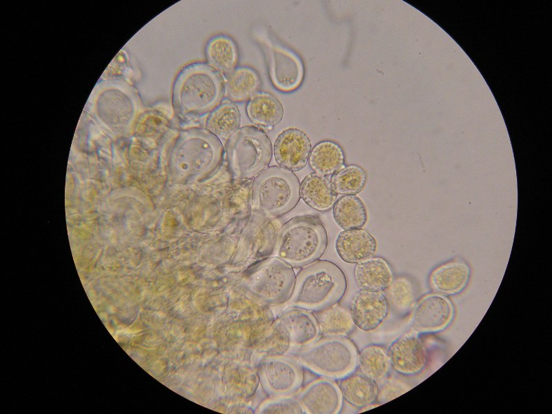 1000er Kaiser (2).JPG