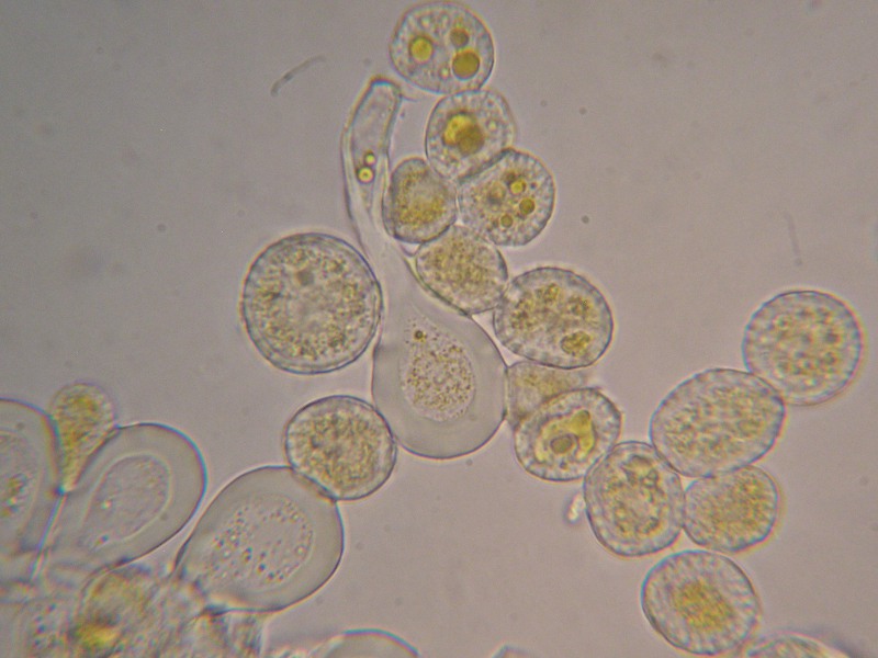 1000er Kaiser (1).JPG