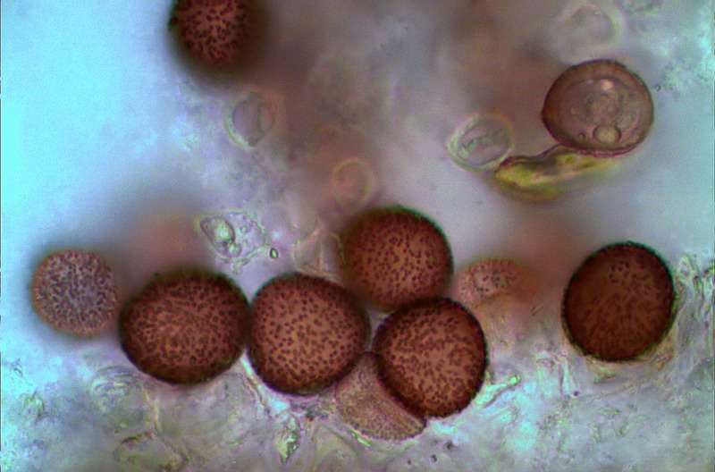 Microbotryum pustulatum