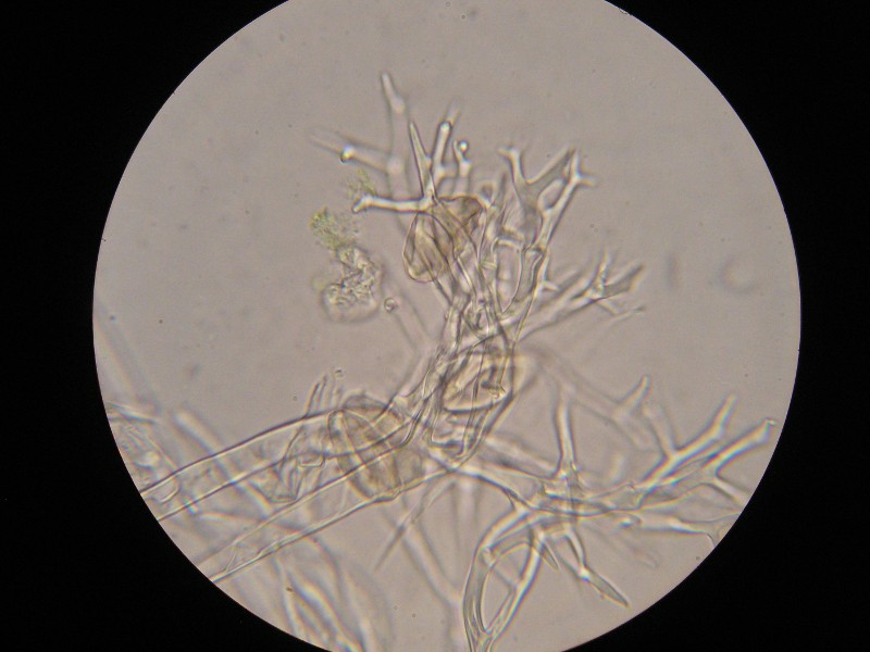 1000er Graup (2).JPG