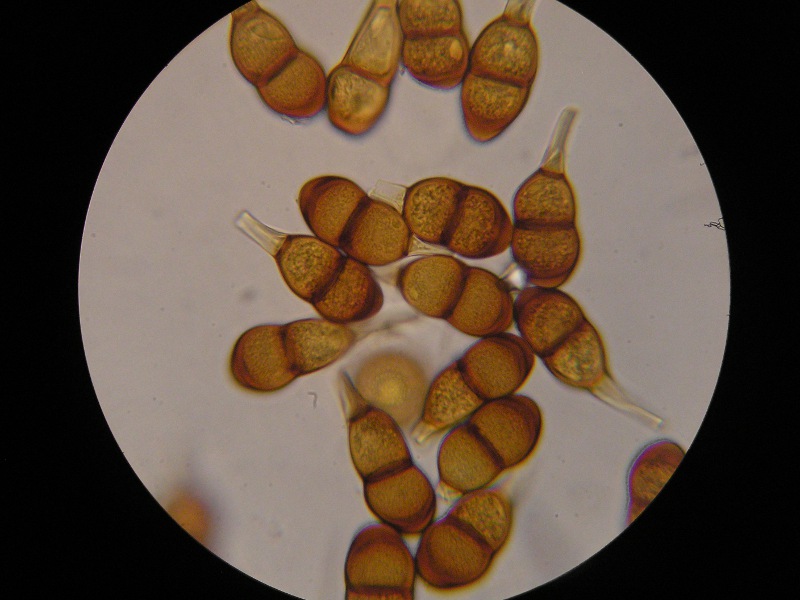 1000er Geigen (32).JPG