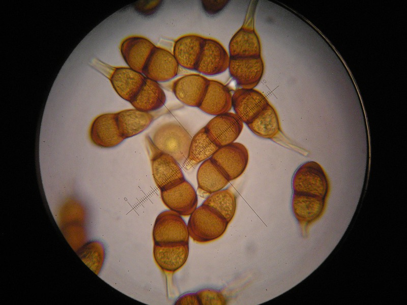 1000er Geigen (36).JPG