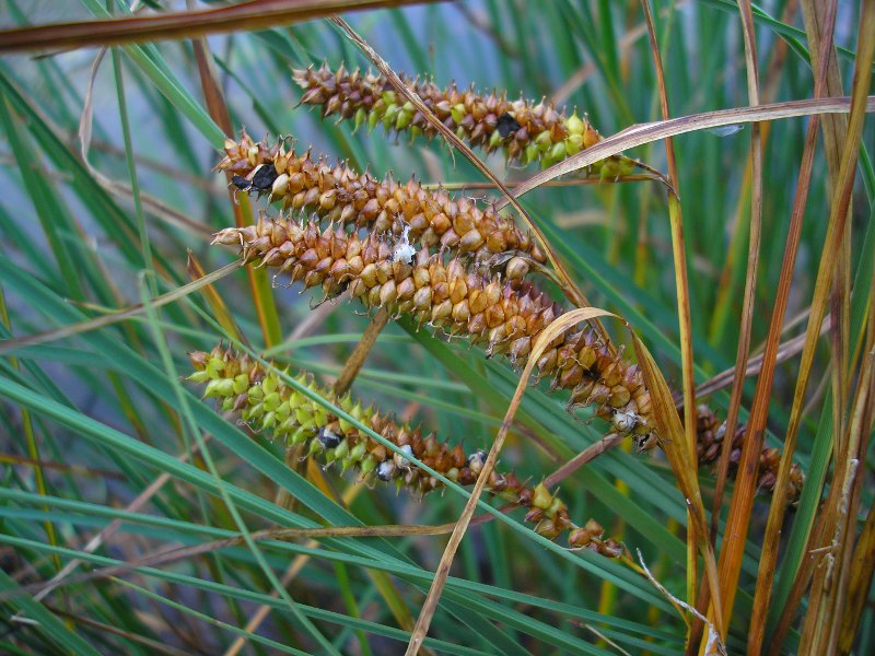 Sankt Oswald (2).JPG
