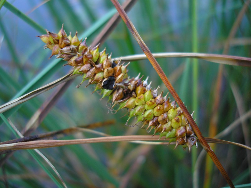 Sankt Oswald (3).JPG